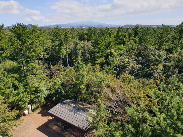 제주도 곶자왈.