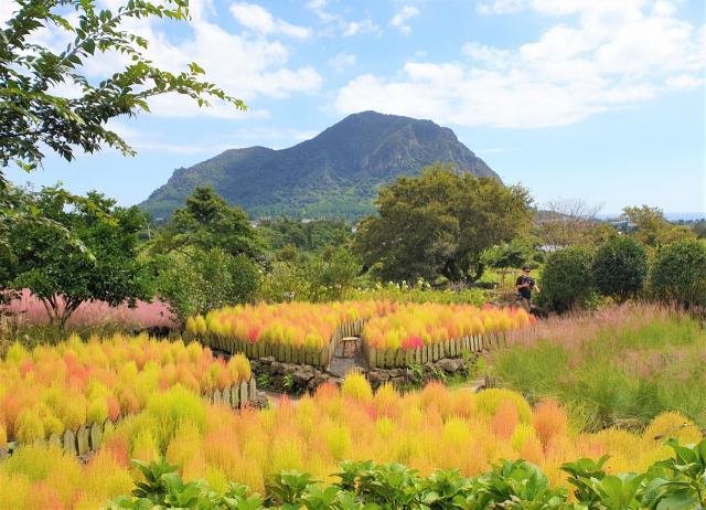 제주도 마노르블랑.