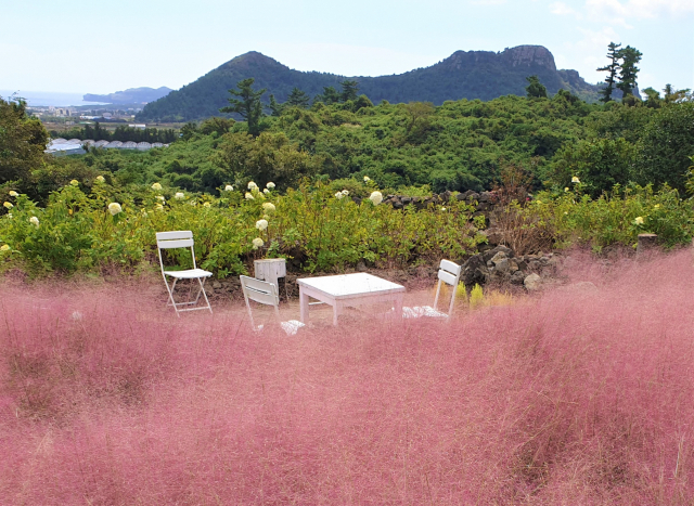 제주도 마노르블랑.