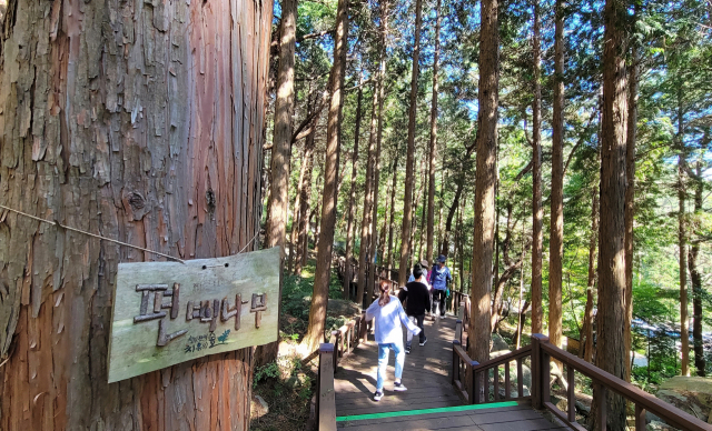치유의 숲은 건강 증진을 목적으로 산림치유를 할 수 있도록 조성한 곳이다. 경남 창원시 진해구 ‘창원 편백 치유의 숲’의 산림치유 프로그램 참가자들이 편백숲길을 걷고 있다.