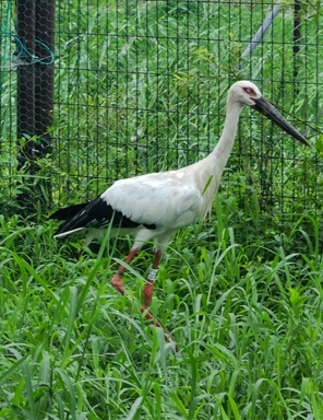 김해 봉하뜰에 입식된 황새 관이(수컷) 모습. 김해시 제공