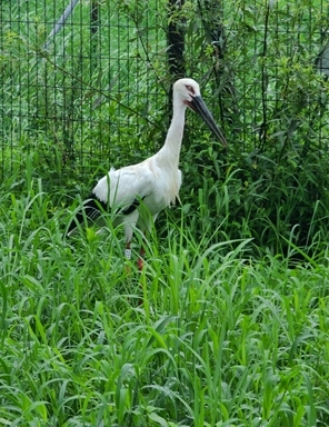 김해 봉하뜰에 입식된 황새 금이(암컷) 모습. 김해시 제공