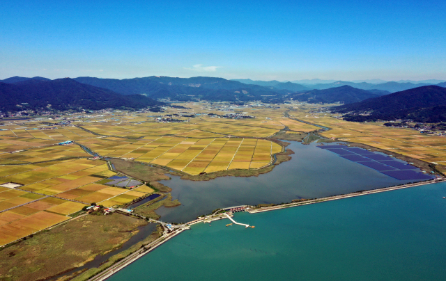 정부가 올해 수확기 공공비축미를 45만t(톤) 매입하고 쌀값 폭락을 막기 위해 쌀 45만t을 추가 수매해 시장에서 격리하기로 했다. 지난달 27일 전남 보성군 득량면 간척지에서 벼가 익어가며 들녘이 황금빛을 띠고 있다. 연합뉴스