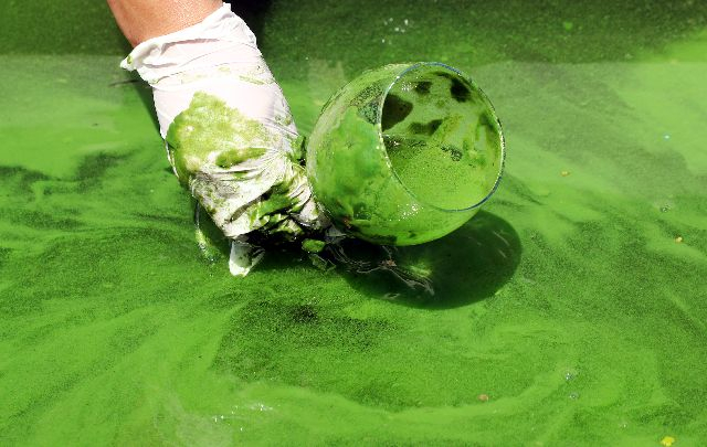 낙동강네트워크와 환경운동연합 등 환경단체와 부경대 연구팀 등이 지난 8월 4일 경남 김해 낙동강 대동선착장에서 ‘2022년 낙동강 국민 체감 녹조 현장조사’ 기자회견 후 녹조 범벅인 강물을 컵에 담아 보여주고 있다. 정종회 기자 jjh@