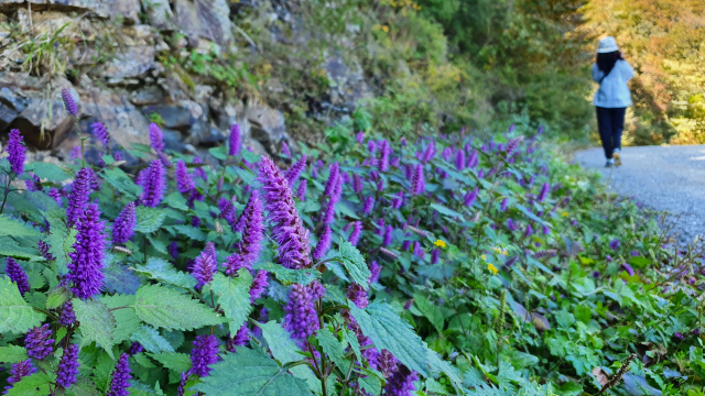 간월재로 오르는 임도에서 만난 꽃향유.