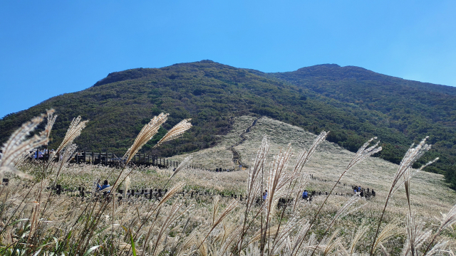 울산 간월재는 억새로 이름난 곳이다. 파란 하늘 아래 은빛 바다가 펼쳐져 있다.