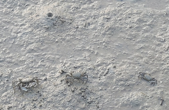 고우니 생태길 갈대밭 갯벌에 사는 게들.