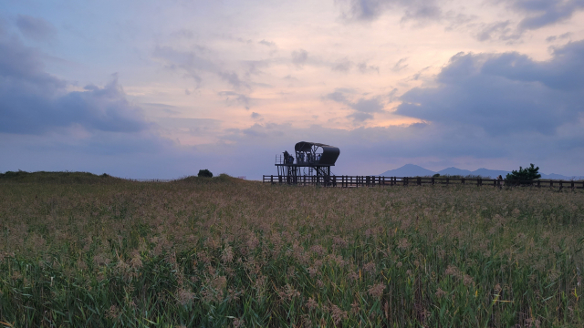 부산 사하구 다대포 고우니 생태길의 갈대밭. 일몰 무렵 풍경이 환상적이다.