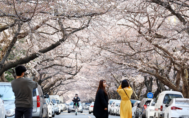 부산 수영구 남천동 삼익비치타운 아파트 벚꽃길에서 2020년 3월 꽃놀이를 즐기는 사람들. 남천2구역 재건축사업으로 벚꽃길은 몇 년 안에 사라지게 된다. 부산일보DB