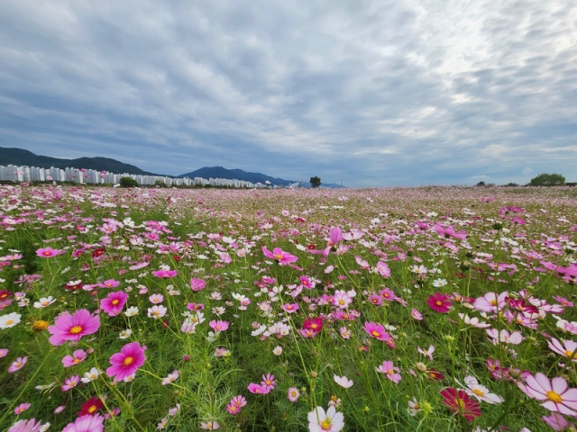 김해 대동생태체육공원에 만개한 코스모스 전경. 김해시 제공