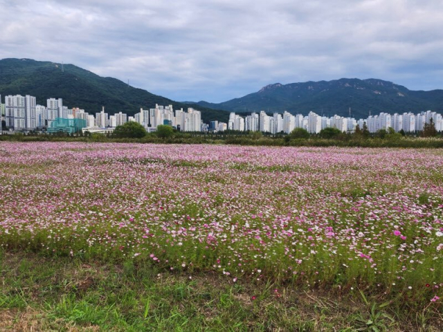 김해 대동생태체육공원에 활짝 핀 코스모스 전경(뒷쪽으로 화명신도시). 김해시 제공