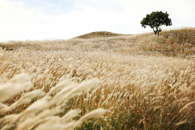 태양에 비치는 억새 잎 은빛 바다 와있는 착각 불러. 합천군 제공