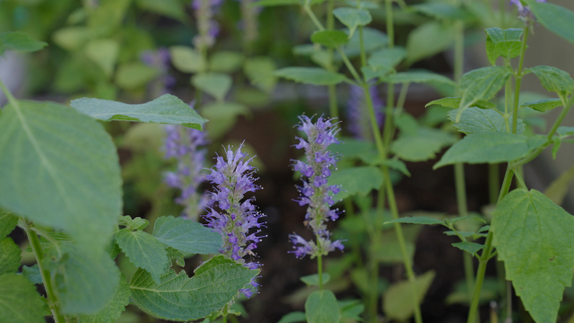 방아에 꽃이 핀다는 걸 처음 알았습니다. 젊은이들의 게으른 텃밭 가꾸기 때문일테죠?