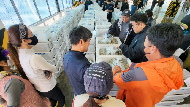 굴수하식수협은 12일 사전 경매를 시작으로 2022년산 햇굴 출하를 개시했다. 수협 중도매인들이 매물로 나온 생굴을 살펴보고 있다. 김민진 기자