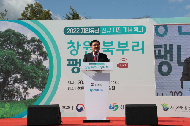 창원시가 12일 오후 의창구 대산면 북부리에서 ‘창원 북부리 팽나무 천연기념물 지정’을 위한 행사를 갖고 있다. 창원시 제공