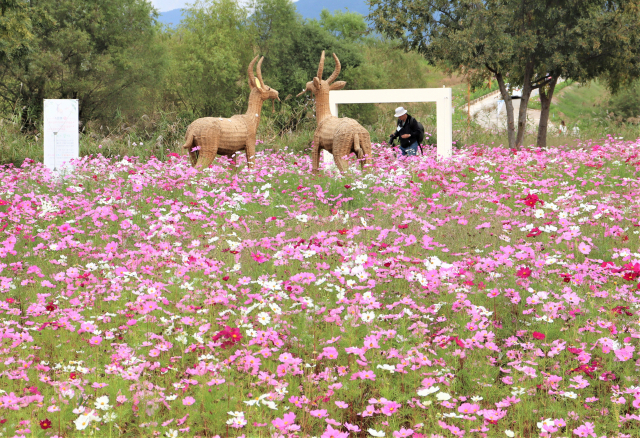 사슴 조형물이 초동연가길의 코스모스 꽃밭에 서 있다.