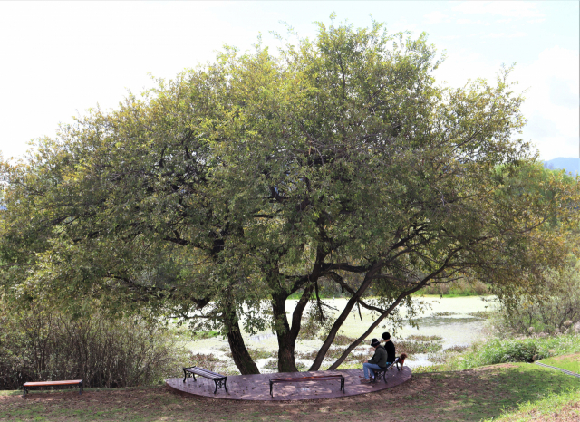 멍타정의 나무 아래 앉아 한가로운 시간을 즐기는 사람들.