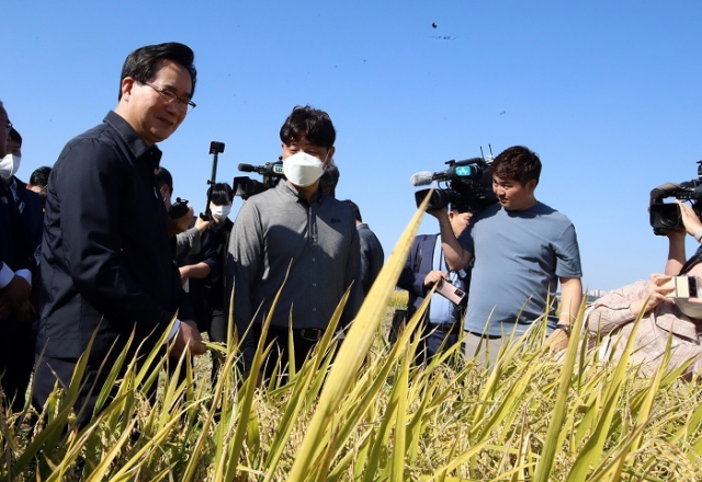 논에 쌀 대신 밀·콩이나 가루쌀을 재배하면 전략작물직불금을 받을 수 있다. 사진은 정황근 농림축산식품부 장관이 전북 익산의 가루쌀 재배현장을 방문한 모습. 연합뉴스