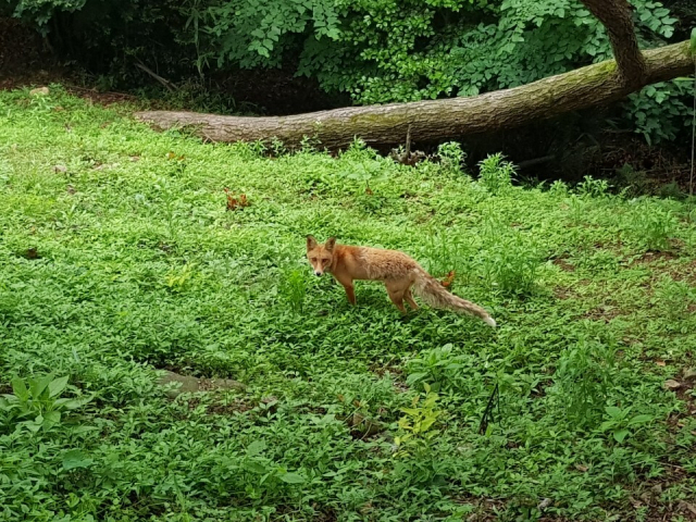 부산 해운대구 달맞이고개 일대에 서식하는 붉은여우. 독자 제공