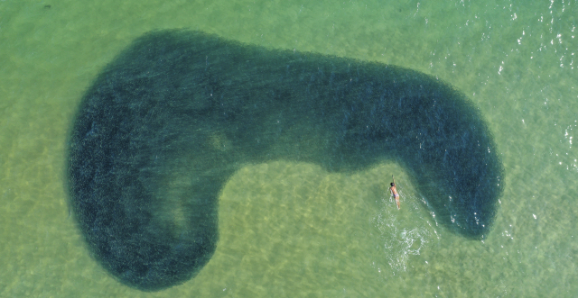 지난 19일 부산 해운대해수욕장에 정어리떼가 등장하자 한 시민이 정어리떼와 수영을 즐기고 있다. 김종진 기자 kjj1761@
