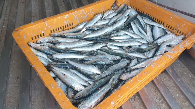 통영시 한산면 용초도 해안으로 밀려온 정어리. 독자 제공