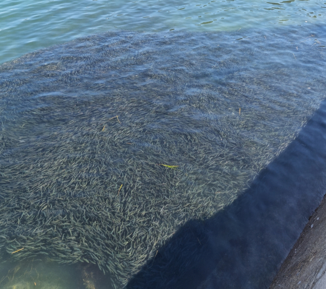 지난 주말부터 통영시 한산면 용초도 해안으로 밀려온 정어리 떼. 대부분 15cm 내외 성어로 줄잡아 수십만 마리로 추정된다. 독자 제공