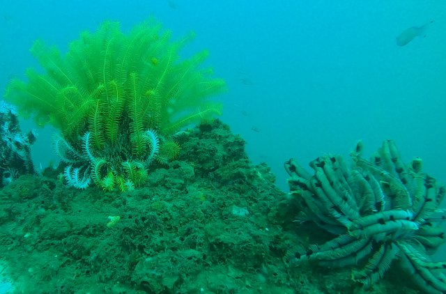 바다에 시설(조성)된 인공어초 위로 해조류가 자란 모습. 부산일보DB