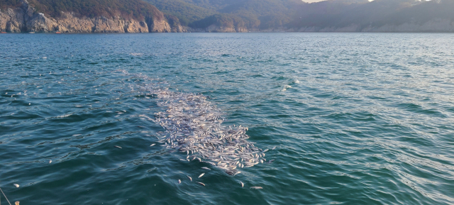지난 17일 오전 8시 15분께 부산 강서구 가덕도 인근 해상에서 숭어 1000여 마리가 집단 폐사했다. 창원해경 제공