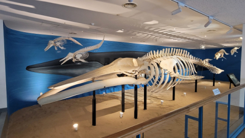 제주시티투어버스를 타면 편하게 찾아갈 수 있는 삼성혈(위쪽)과 민속자연사박물관.