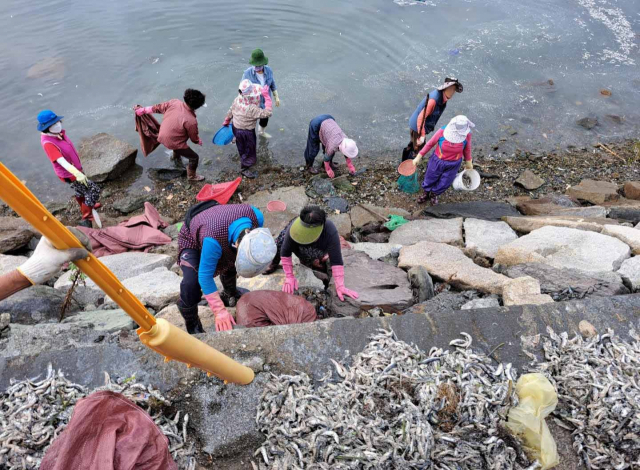 지난 5일 경남 창원시 마산합포구 구산면 욱곡마을에서 주민, 직원이 폐사한 정어리 떼를 수거하고 있다. 창원시 제공