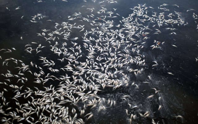 지난 4일 오후 경남 창원시 마산만 일대에 집단 폐사한 어린 청어가 놓여있다. 창원시는 지난달 30일부터 전날까지 나흘간 마산만 일원에서 떼죽음한 어린 청어를 수거한 양이 69.7t이라고 설명했다. 연합뉴스