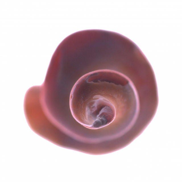 문진우 'Shell-Visible & Invisible Series #21'. 아트스페이스 이신 제공