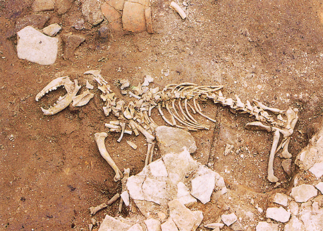 국가 사적 사천 늑도 유적에서는 100여 개체의 사람 인골과, 완형에 가까운 개 유골(사진)도 발굴됐다. 문화재청 제공