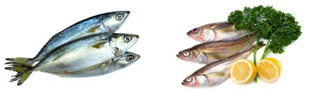 해양수산부가 11월. 이달의 수산물로 선정한 고등어(왼쪽)와 도루묵. 해수부 제공