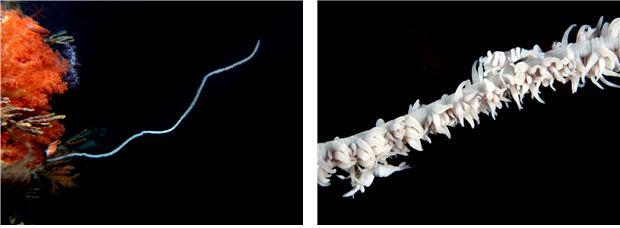 11월의 해양생물인 실해송. 해수부 제공