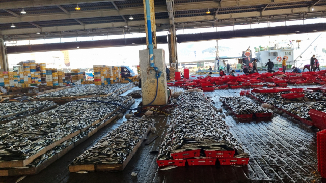 3일 오전 7시께 부산공동어시장 위판장 모습. 고등어가 목재 어상자와 플라스틱 어상자에 분류돼 담겨 있다. 박혜랑 기자 rang@