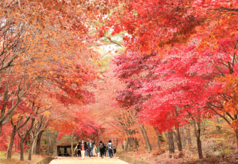 고갯길 오를수록 깊어진 붉은 가을…문경새재 도립공원