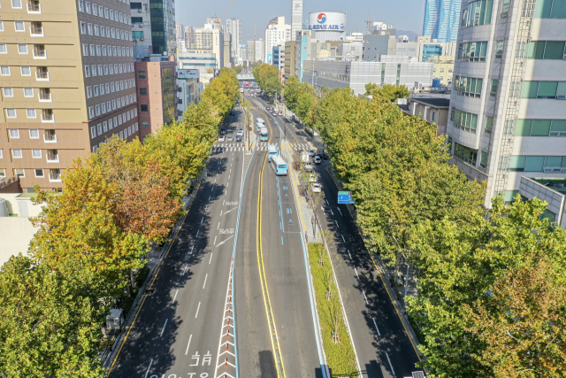 10일 부산 중부경찰서~부산역 구간 중앙대로변에 버즘나무가 우거져 있다. 김종진 기자 kjj1761@