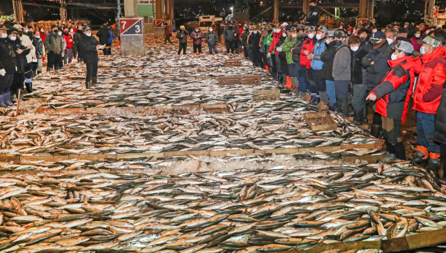 환경오염을 일으키지 않는 수산물이 지속가능한 미래식량으로 주목받고 있다. 부산공동어시장에서 수산물 경매를 하는 모습. 부산일보DB