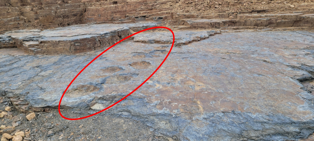 화석산지 내 용각류 발자국. 흔적이 선명하게 남아 있다. 김현우 기자