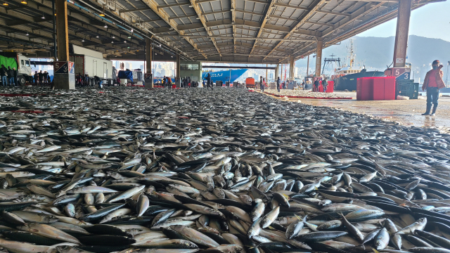 지난달 고등어 어획량이 10월보다 3배 늘었지만 소비자 가격은 오히려 올랐다. 최근 고등어 경매를 앞둔 부산공동어시장 모습. 부산일보DB
