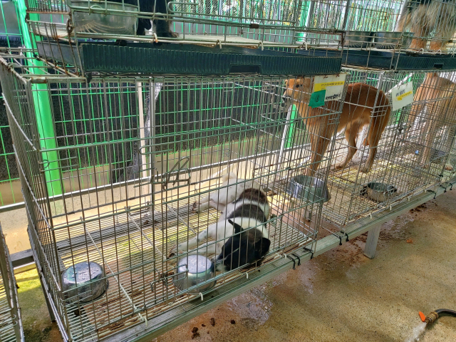 보호소 내부에 있는 유기견 모습. 힘없이 축 늘어져 있다. 리본 관계자 제공