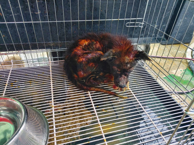 지난 7월 모낭충을 앓았던 유기견. 포비든 요오드를 들이부은 듯한 참혹한 모습이다. 리본 관계자 제공