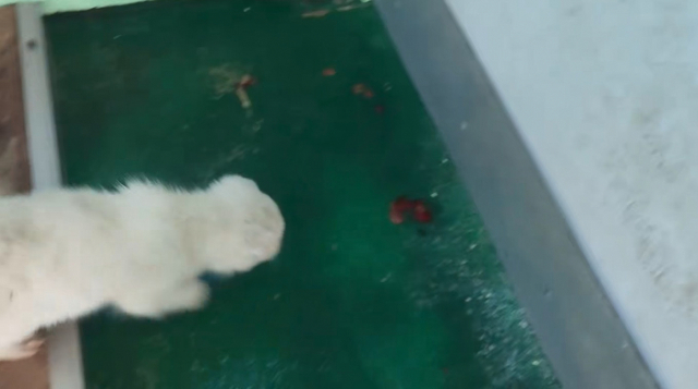 혈변이 있는 견사에서 생활하고 있는 강아지. 리본 관계자 제공