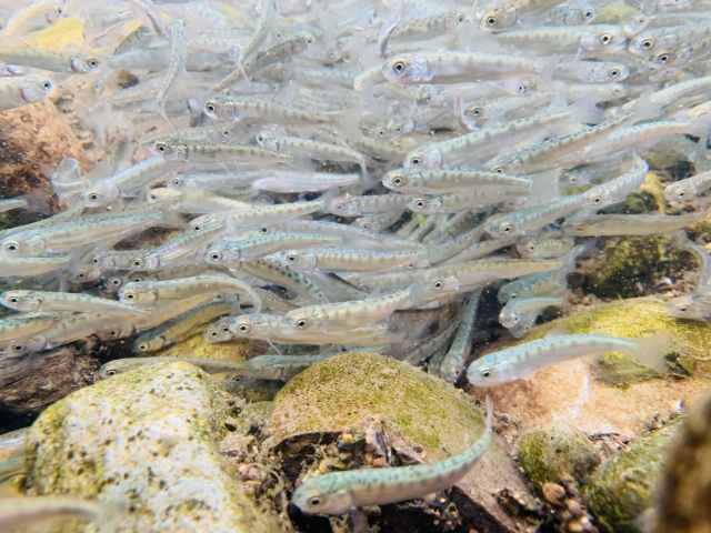 태화강에 방류된 어린 연어. 울산시 제공