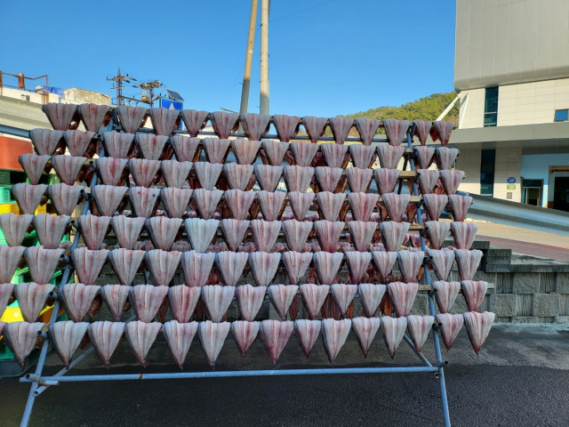 물메기를 건조하고 있는 모습. 겨울철 경남 남해군에서 흔히 볼 수 있는 풍경이다. 김현우 기자