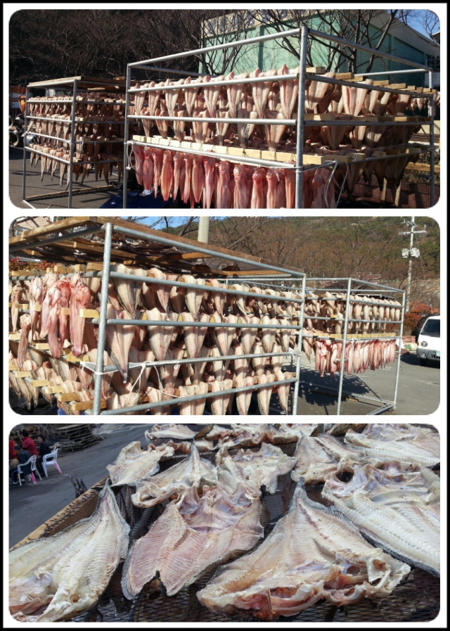 한때 버려지는 생선이었던 물메기는 요즘 없어서 못 파는 ‘귀하신 몸’이 됐다. 김현우 기자