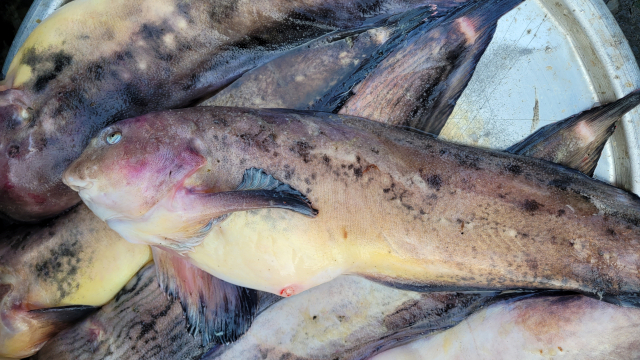 대표적인 한류성 어종인 물메기. 못생긴 외모 탓에 한때 버려지는 생선이었다. 김현우 기자