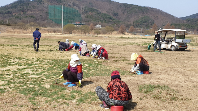 의령친환경골프장에서 제초작업 중인 지역 어르신들 모습. 의령군 제공