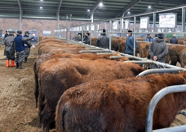 한우·육우·한우송아지·녹두 등 4개 품목이 자유무역협정(FTA)으로 수입량이 증가해 가격하락의 피해를 당했다고 보고 농가들에게 피해보전직접직불금을 지급하게 된다. 사진은 충남 공주시 월미동 공주가축시장에서 한우 경매가 진행되고 있는 모습. 연합뉴스
